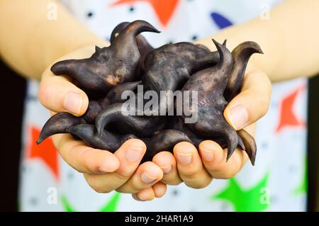 Zwei Hände halten den chinesischen Leng jiao (Wasserkaltrop). Stockfoto