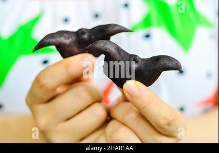 Hände mit zwei chinesischen Leng jiao (Wasserkaltrop). Stockfoto