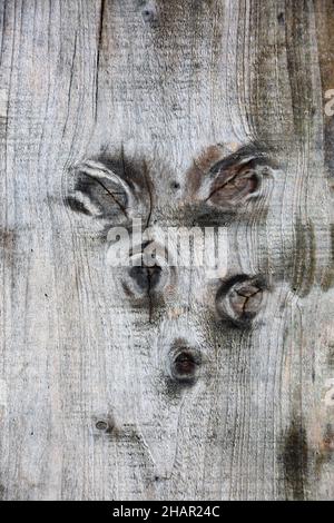Gruselig aussehendes anthropmorphisches Gesicht in Holzbank Sitz verursacht durch die Knoten im Holz. Ein Konzeptbild Stockfoto