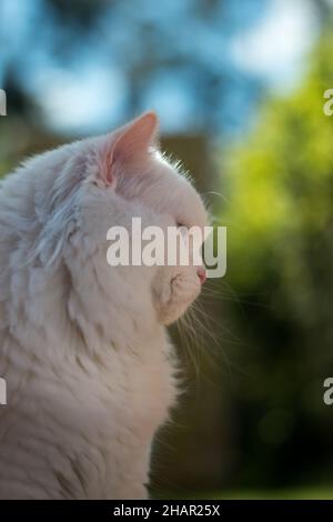 Vertikale Nahaufnahme einer entzückenden flauschigen Angorakatze Stockfoto