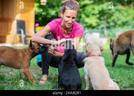 Weibliche Hundelehrerin trainiert an einem sonnigen Tag drei Welpen draußen. Stockfoto