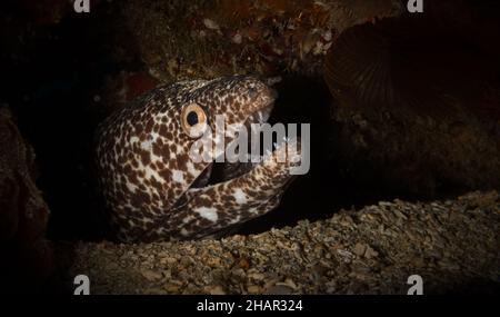 Eine Spotted Moray (Gymnothorax moringa - Muraeidae) blickt aus seinem Loch auf das Riff vor der niederländischen Karibikinsel Sint Maarten Stockfoto