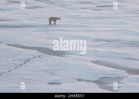 Norwegen, hohe Arktis. Einpoliger Eisbär (WILD: Ursus maritimus) auf Meereis in der Dämmerung. Stockfoto