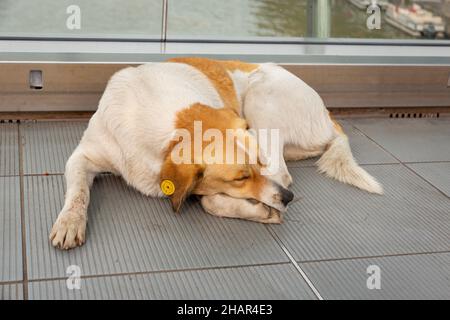 Schlafender Hund. Heimatlose Hunde in den Straßen von Tiflis. Sterilisierte, abgeplatzte Hunde. Stockfoto