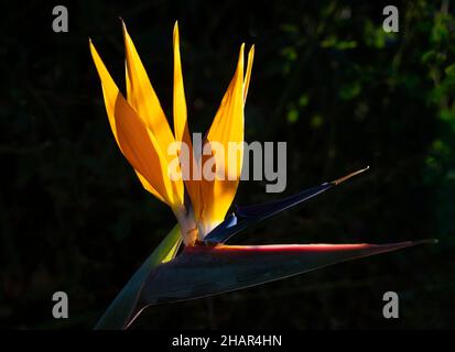 Eine Paradiesvogelpflanze alias Kranichblume, mit dem botanischen Namen Strelitzia reginae, die in Andalusien, Spanien, wächst. Stockfoto