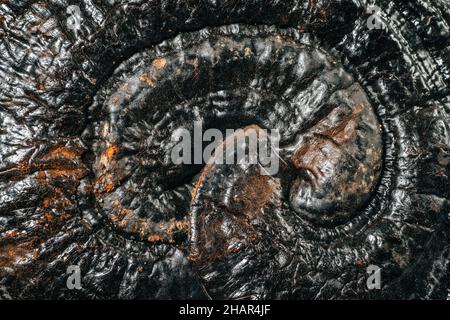 Getrockneter Lingzhi- oder Ganoderma-Lucidum- oder Reishi-Pilz. Asiatische Kräuter für die Gesundheit. Abstrakte Natur dunkelbraun Hintergrund. Stockfoto