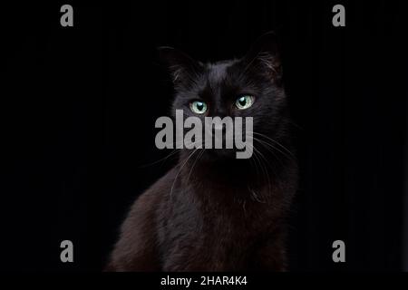 Blindes schwarzes Katzenportrait auf schwarzem Hintergrund mit Kopierfläche Stockfoto