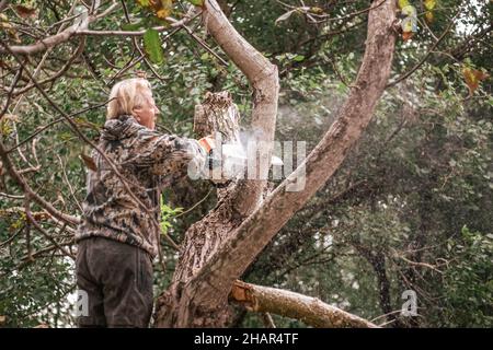 Der Mensch sägt einen Baum mit einer Kettensäge. Schneiden von trockenen Ästen, Beschneiden von Bäumen. Stockfoto