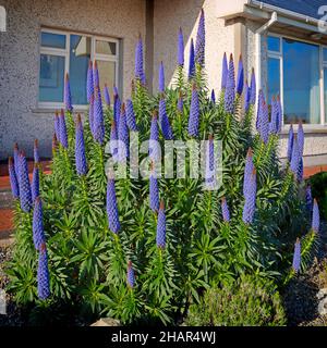 Echium candicans (Pride of Madeira) ein Anbau in der Grafschaft Waterford, Irland Stockfoto