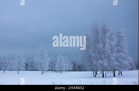 Bright White Snow Forest und Grove im Winter Stockfoto