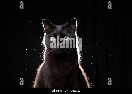 Blindes schwarzes Katzenportrait auf schwarzem Hintergrund in staubiger Hintergrundbeleuchtung mit Kopierbereich Stockfoto