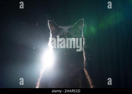 Blinde schwarze Katze mit reflektierenden Augen Porträt auf schwarzem Hintergrund in staubiger Hintergrundbeleuchtung mit Kopierraum und Streulicht Stockfoto