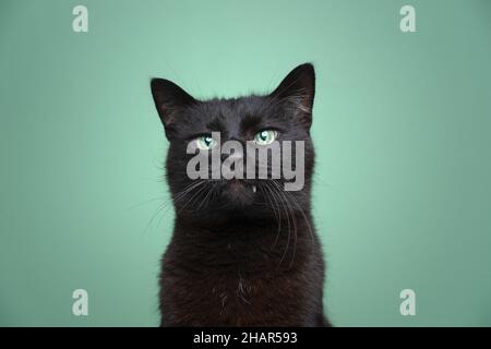 Niedliche schwarze Katze Porträt Überbiss mit Zahn Blick auf grünen Hintergrund Stockfoto