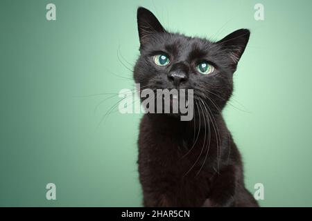 Niedliche schwarze blinde Katze mit Überbiss und reflektierende Netzhaut Porträt auf mintgrünen Hintergrund mit Copy Space Stockfoto