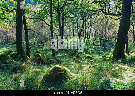 Uralte Wälder und moosige Felsbrocken im Ariundle Eichenholz National Nature Reserve, eine Besucherattraktion in Strontian, Westschottland Stockfoto