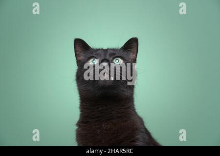 Verspielte schwarze Katze mit grünen Augen und Zahn Blick auf grünen Hintergrund mit Kopierraum Stockfoto