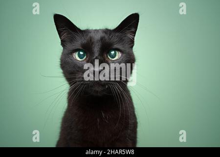 Niedliches blindes schwarzes Katzenportrait mit reflektierender Netzhaut auf mintgrünem Hintergrund mit Kopierraum Stockfoto