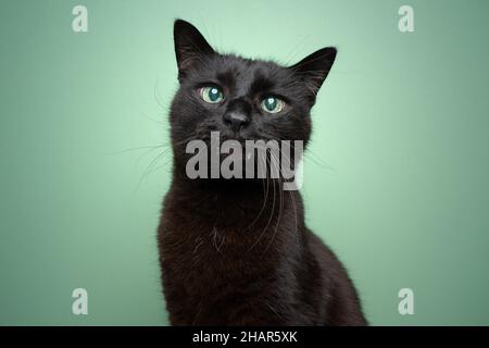 Niedliche schwarze blinde Katze mit Überbiss und reflektierende Netzhaut Porträt auf mintgrünen Hintergrund mit Copy Space Stockfoto