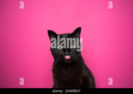 Niedliche schwarze Katze leckt Lippen mit rosa Zunge auf magentafarbenem Hintergrund mit Kopierraum Stockfoto