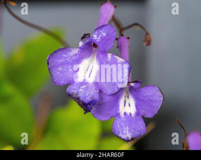 Lila Blumen, Nodding Veilchen oder Streptocarpus caulescens, blüht in einem australischen Küstengarten Stockfoto