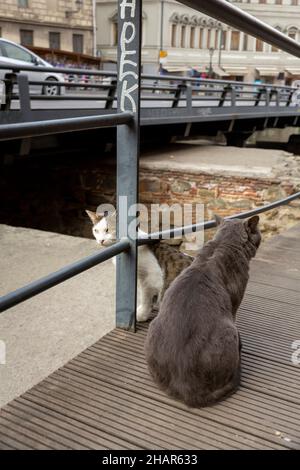 Porträt einer wilden Katze. Heimatlose Katzen auf den Straßen von Tiflis. Stockfoto