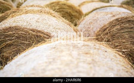 Heustapel in Fässern an Pferdestallungen, Nahaufnahme Detail Stockfoto