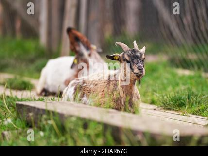 American Pygmy (Kamerun Ziege) auf dem Boden ruhend, grünes Gras in der Nähe, ein weiterer verschwommener Tierhintergrund, Nahaufnahme Detail Stockfoto