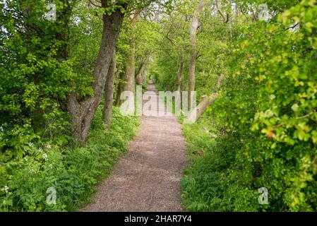 Pfad in einem dichten Wald auf der Insel Ven im Frühling mit frischen grünen Blättern Stockfoto