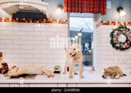 Drei Welpen liegen auf der Arbeitsplatte in der Weihnachtsküche zu Hause Stockfoto