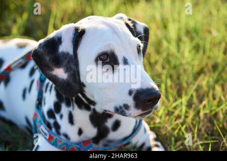 Ein wunderschöner dalmatinischer Welpe mit einem schönen Gesichtsausdruck. Stockfoto