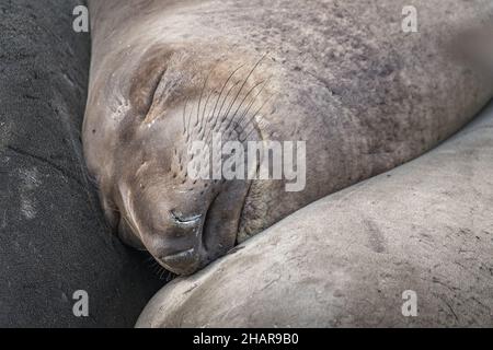 Eine weibliche Seeelefantenrobbe (Mirounga angustirostris) sonnt sich in der Sonne auf der Rookery Piedras Blancas in San Simeon, CA. Stockfoto