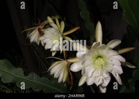 Königin der Nacht Stockfoto