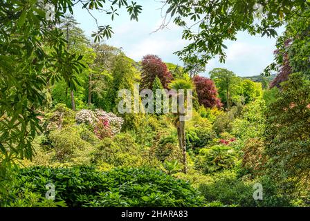 Rhododendron-Tal im Zentrum von Trebah Garden, Cornwall, England, UK Stockfoto