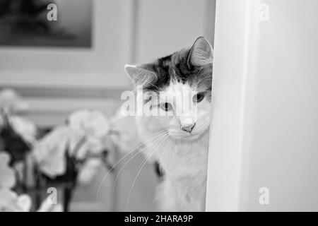 Verspielt weiblichen Norwegische Waldkatze verstecken wollen, um eine Ecke zu engagieren und mit seinen menschlichen Besitzer spielen Stockfoto