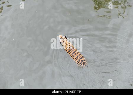 Das Tigertier schwimmt im Wasser der Flussjagd Stockfoto