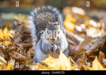 Nahaufnahme von Eastern Grey Squirrel, die in Herbstblättern sitzt und Nahrung in den Händen hält. Stockfoto