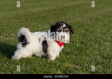 Havanese Welpen im Freien Blick auf Kamera. Stockfoto