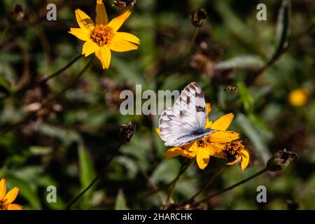 Karierter weißer Schmetterling, der sich auf einer gelben Blume ernährt Stockfoto