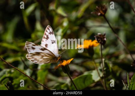 Karierter weißer Schmetterling, der sich auf einer gelben Blume ernährt Stockfoto