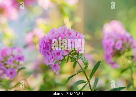 Rosa Phlox (Phlox paniculata) blüht im Sommergarten. Fallen Phlox Nahaufnahme in Blüte mit schönen weichen grünen Hintergrund Stockfoto