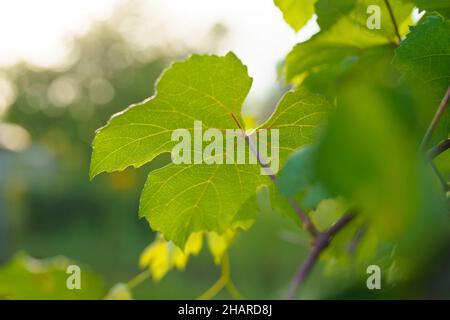 Junge grüne gemeinsame Weinrebenblätter aus der Nähe im Garten. Anfang der Frühjahrssaison floraler Hintergrund, Weinrebenpflanze Stockfoto