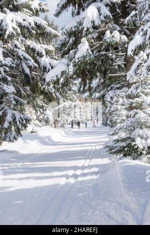 Winterlandschaft in den Bergen. Bäume im Wald mit Reif und Schnee bedeckt, Skifahrer auf der Piste. Isergebirge, Jakuszyce, Polen, Europa. Stockfoto