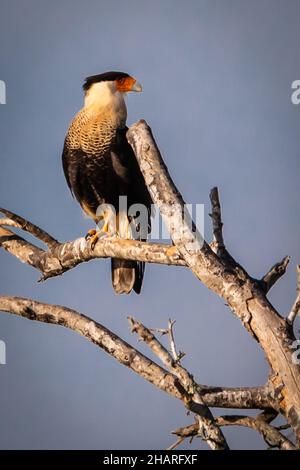 Crested Southern Caracara ruht auf einem Baumzweig Stockfoto