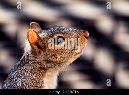 Nahaufnahme eines Eichhörnchen auf dem Hinterhof Deck Stockfoto