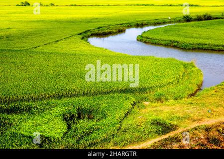 Grüne Reisfelder in Zentralvietnam mit einem kleinen Bach, der durch sie fließt. Stockfoto