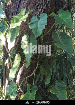 Philodendron Sagittifolium, eine kletternde tropische Pflanze auf einem großen Baum Stockfoto