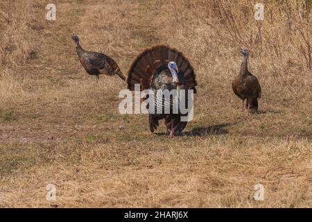 Östlichen wilde Türkei in Nordwisconsin. Stockfoto