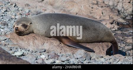 Aufnahme einer faulen Robbe, die ein Nickerchen auf einem Felsen am Meer macht Stockfoto