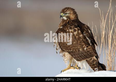 Chilling Juvenile Red-Tail Stockfoto