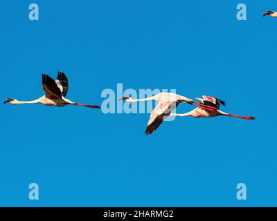 Jedes Jahr kommen eine große Anzahl von Zwergflamingos, um sich im NATRONSEE zu brüten. Stockfoto